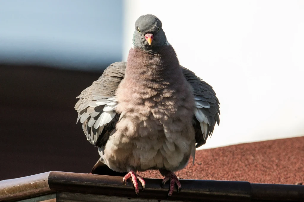 Prawdziwy gołąb czy może już rosyjski biodron? Gołąb grzywacz łac. Columba palumbus, siedzący na fasadzie budynku