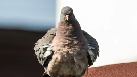 Gołąb grzywacz (łac. Columba palumbus), jest znacznie większy od gołębia miejskiego