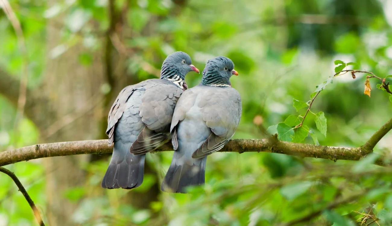 U grzywaczy nie występuje dymorfizm płciowy /CanvaPro