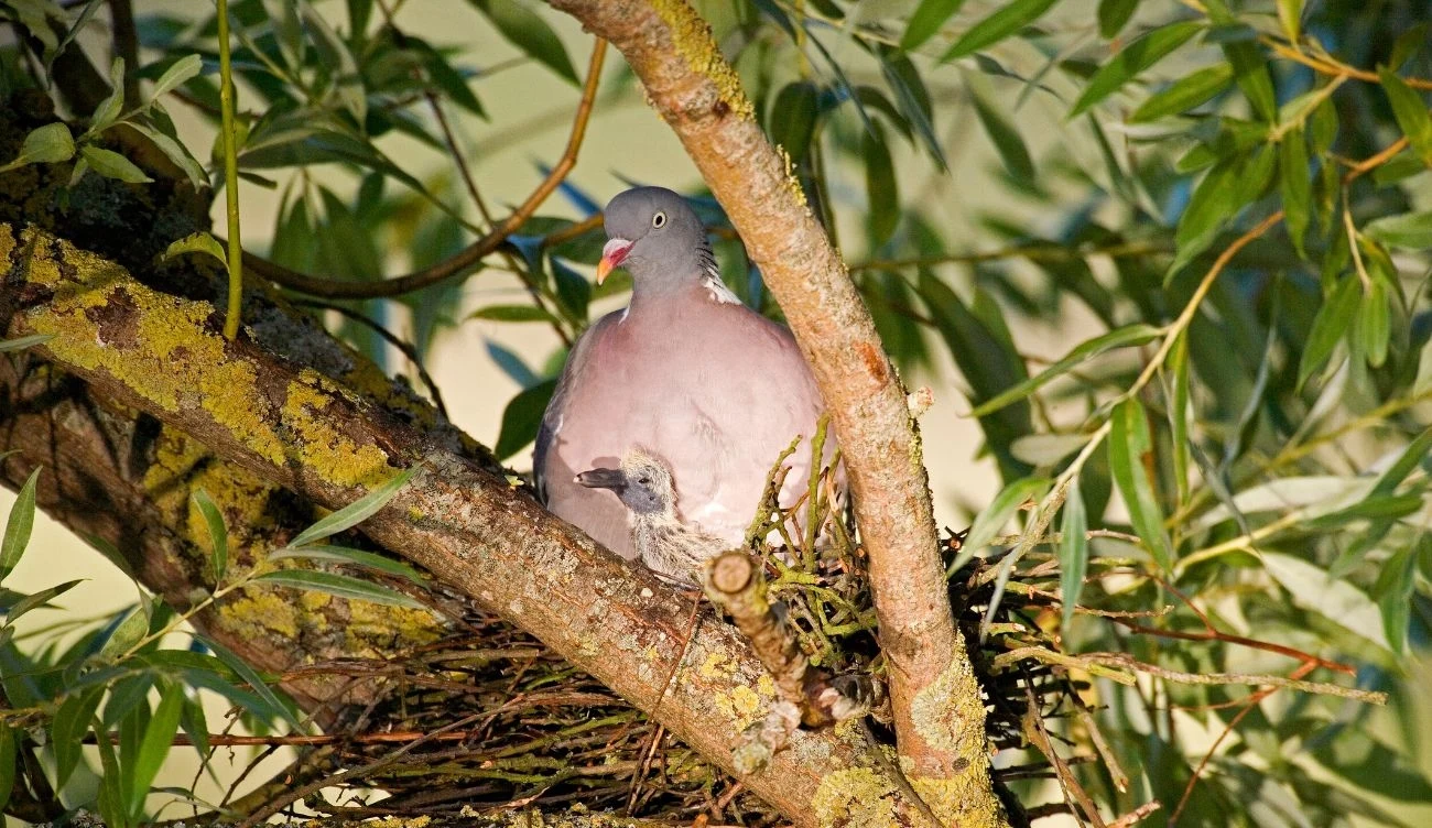 Ptasie mleczko to płynna wydzielina wola gołębi, służąca do karmienia piskląt /CanvaPro
