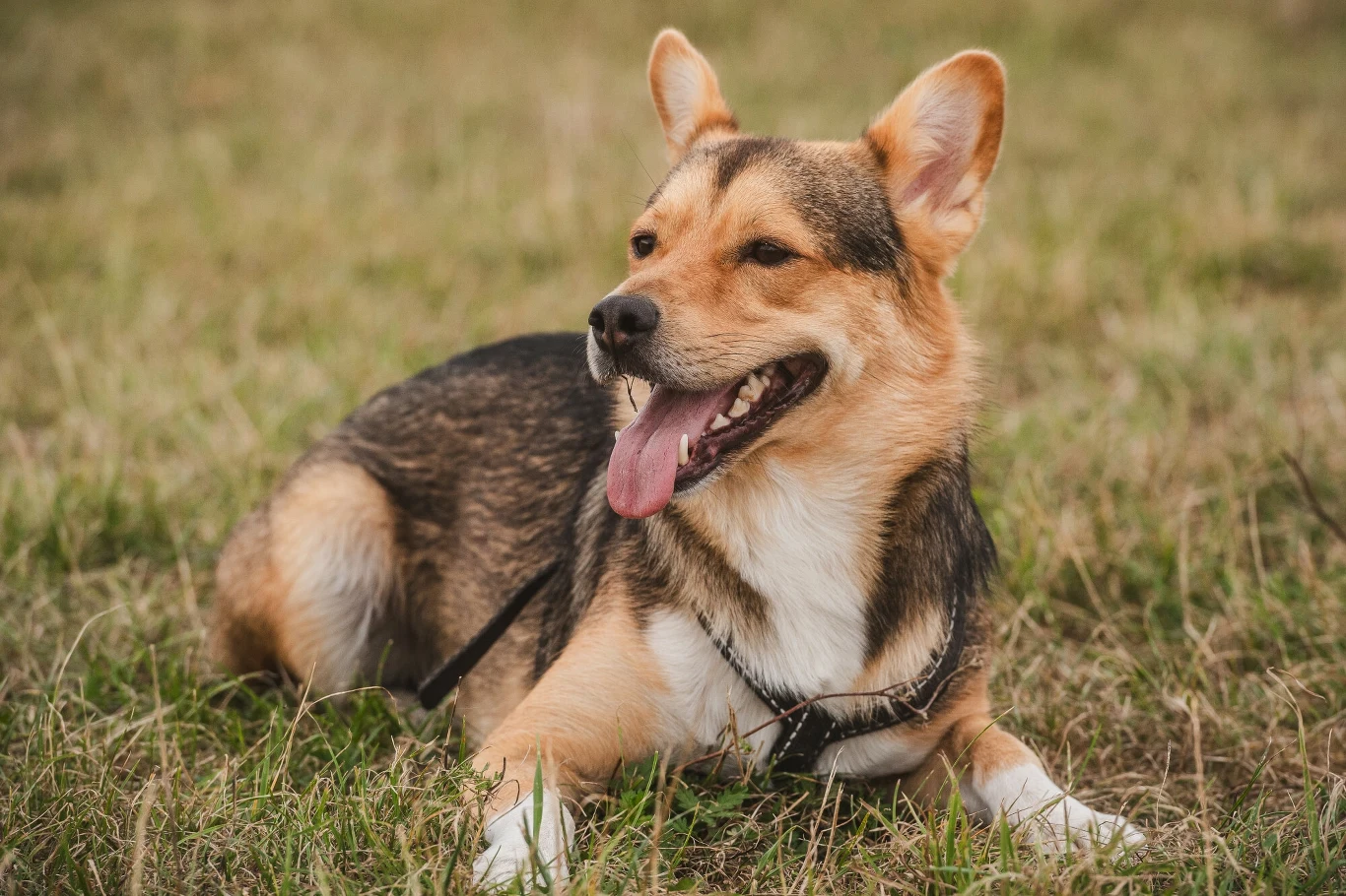 Czy psy odczuwają skutki zmiany czasu tak jak ludzie? Czy psy odczuwają skutki zmiany czasu tak jak ludzie?