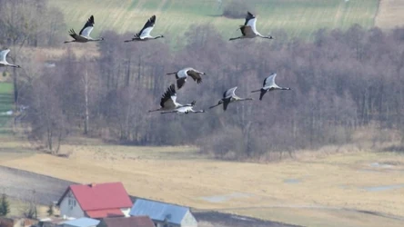 Wiosenne przyloty ptaków