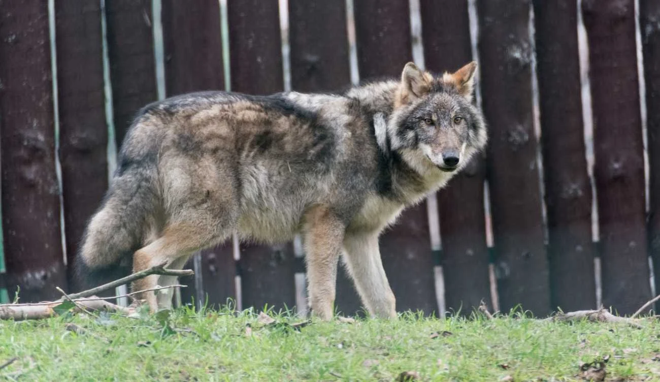 Dlaczego wilki podchodzą pod zabudowania? Dlaczego wilki podchodzą pod zabudowania?