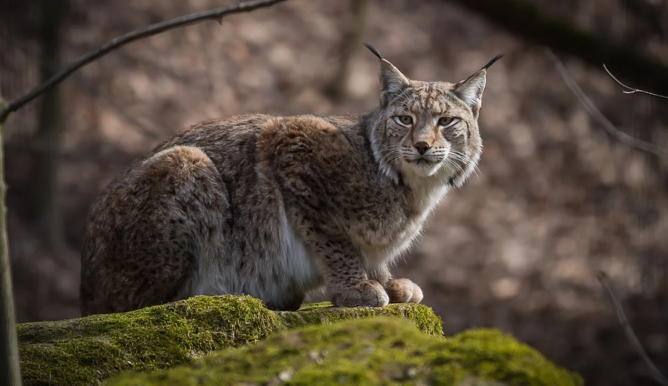 Ryś (łac. Lynx lynx) jest największym drapieżnikiem z rodziny kotowatych w Europie