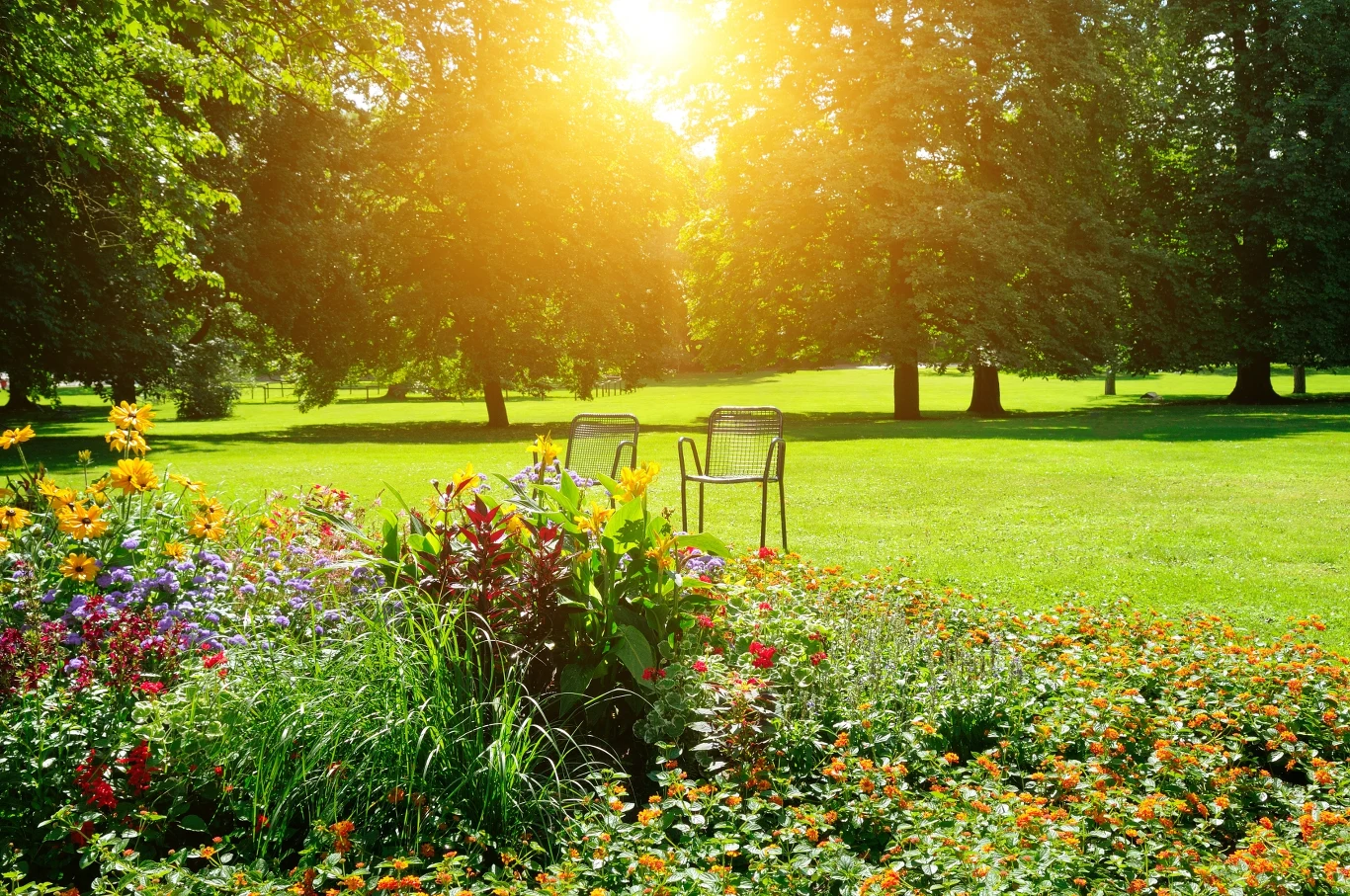 Niektóre rośliny przyciągają motyle jak magnes. Warto mieć w ogrodzie Ogród
