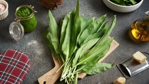 Świeże liście czosnku niedźwiedziego świetnie komponują się z sałatkami, jajecznicami i kremowymi zupami.