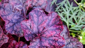 Lepszej rośliny do cienia nie znajdziesz. Od liści jak kolorowe motyle trudno oderwać wzrok