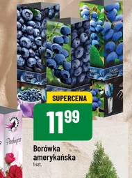 Borówka amerykańska Ben's