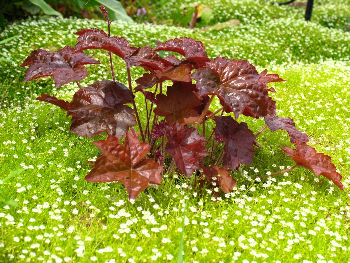 Żurawkę możesz także posadzić w słońcu, jednak dbaj wówczas o nawodnienie, bo w trakcie upału może zmarnieć