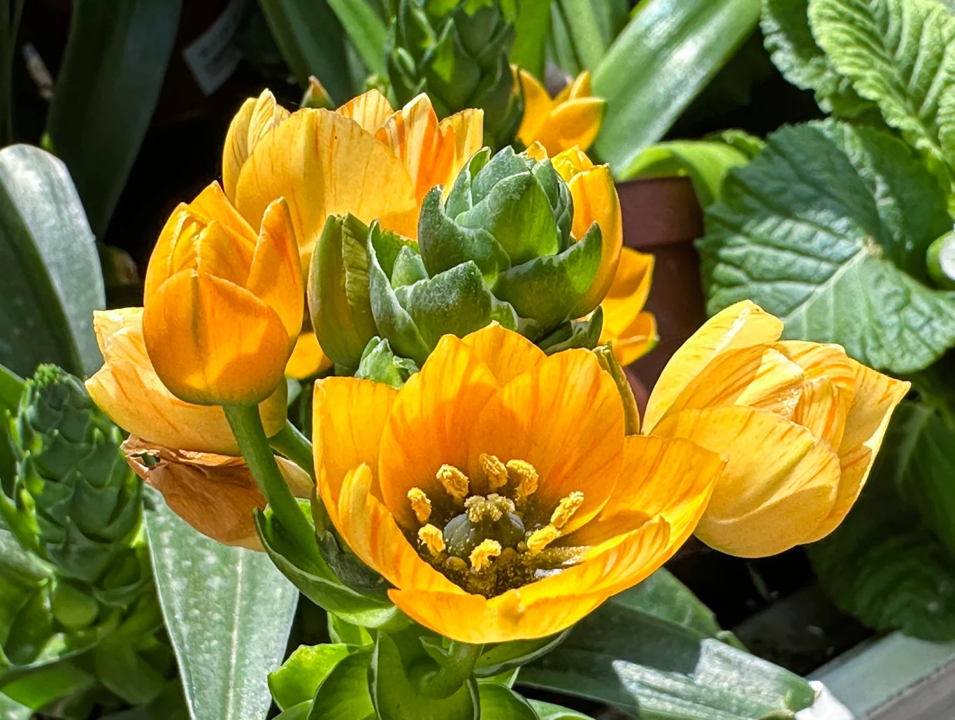 Śniedek występuje również w żółtej odmianie