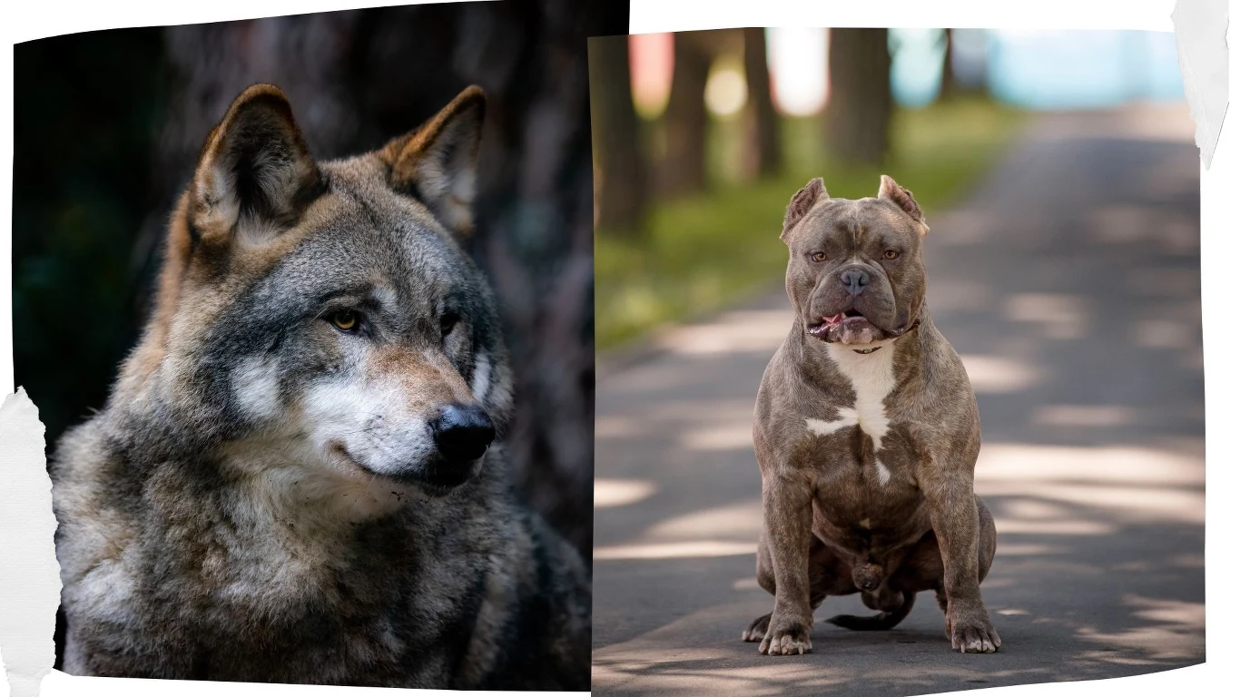 Dziki wilk szary i udomowiony buldog amerykański Dziki wilk szary i udomowiony buldog amerykański