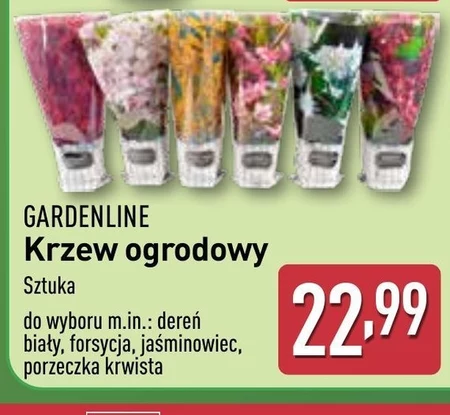 Чагарник Gardenline