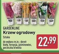 Krzew Gardenline