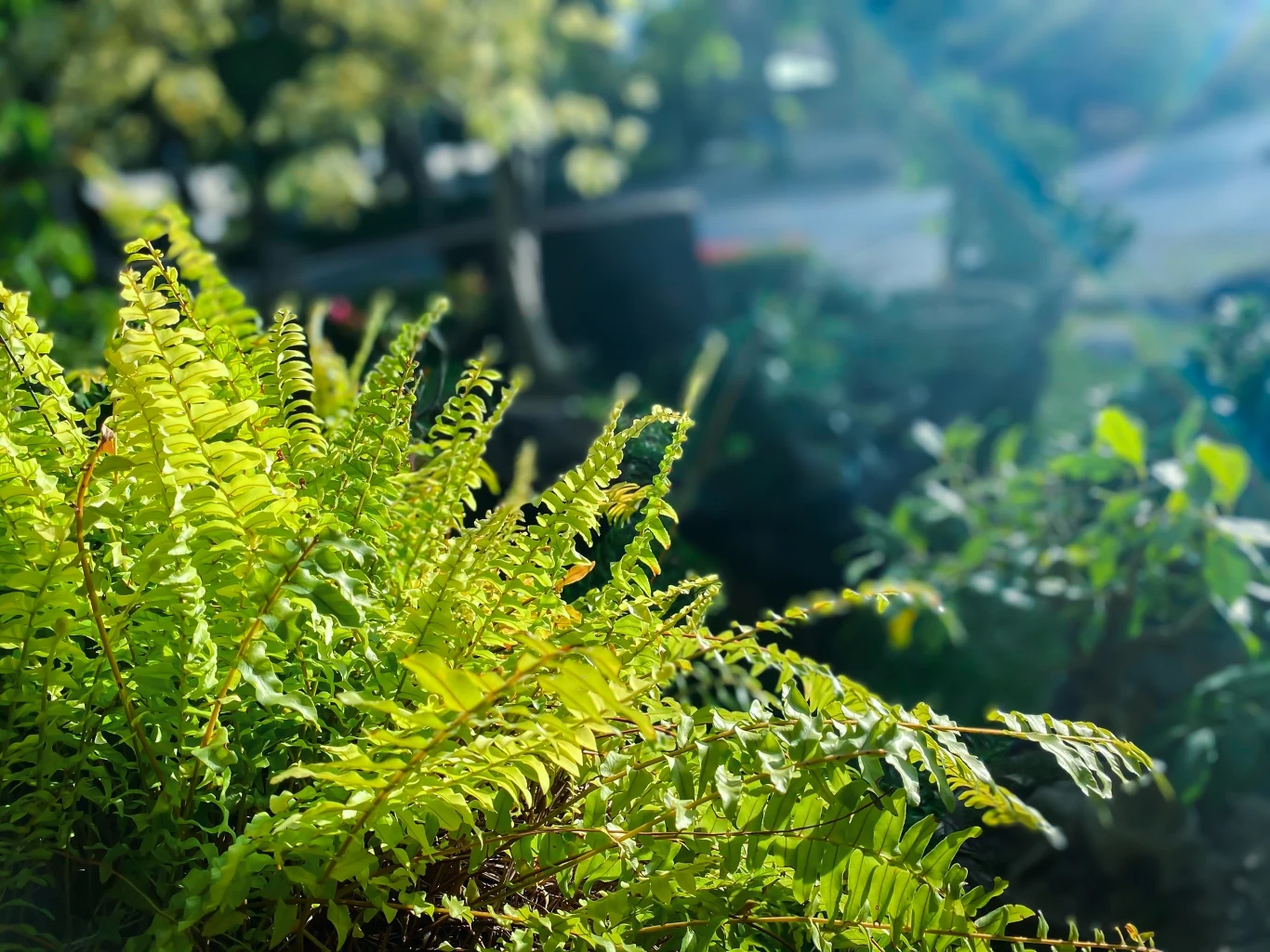 Paprocie stanowią idealne schronienie dla kleszczy. Paprocie stanowią idealne schronienie dla kleszczy.
