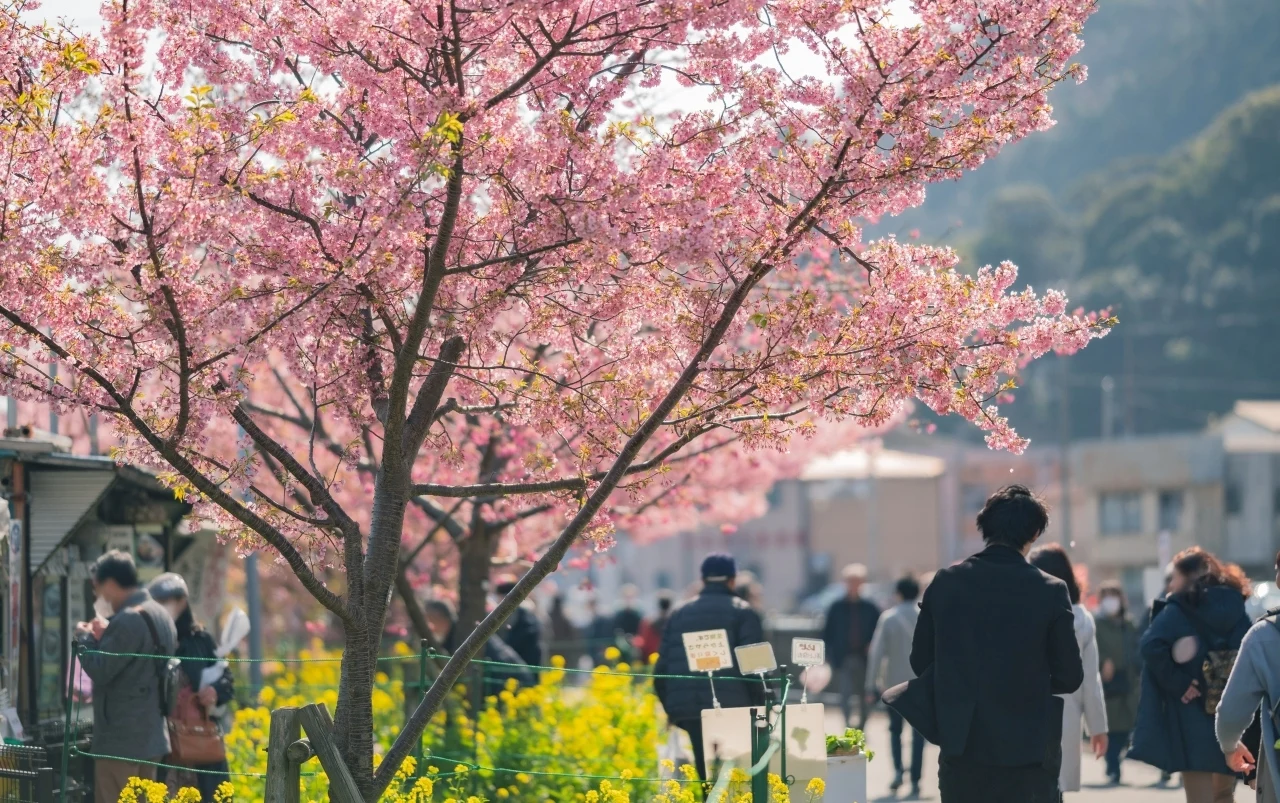 Festiwal hanami w Japonii