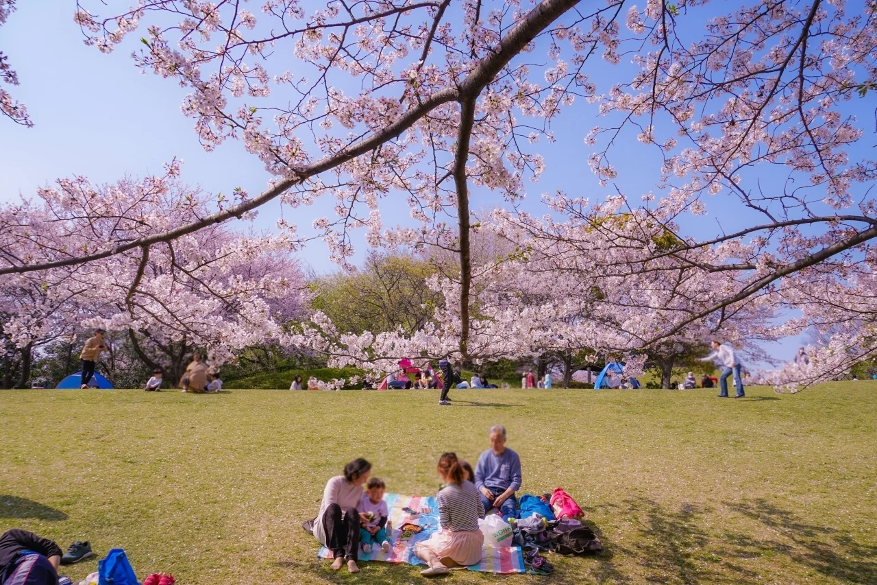 Hanami, czyli podziwianie kwitnących wiśni w Japonii