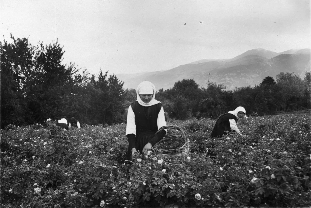 Różane pola w Bułgarii ok. 1930