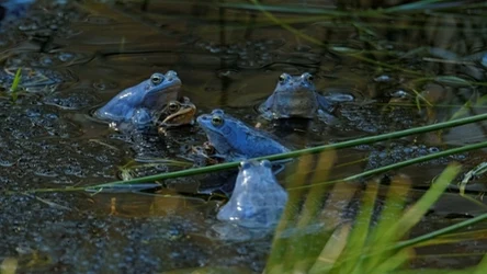 Skupiska niebieskich żab moczarowych niedługo zobaczymy na własne oczy. Wiosna to dla nich czas na gody