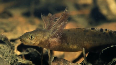 Traszka grzebieniasta gody odbywa pod wodą. To niezłe widowisko