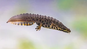 Przyrodnicy nie kryją zdziwienia. Uciekły w czasach PRL i ukryły się w zoo