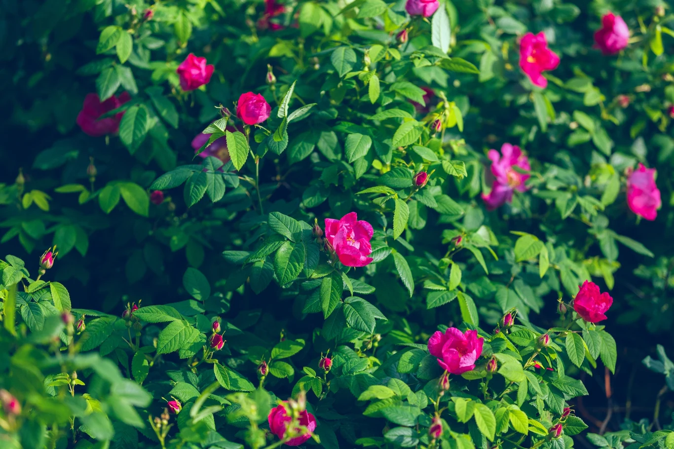 Róża pomarszczona jest często spotykana w parkach