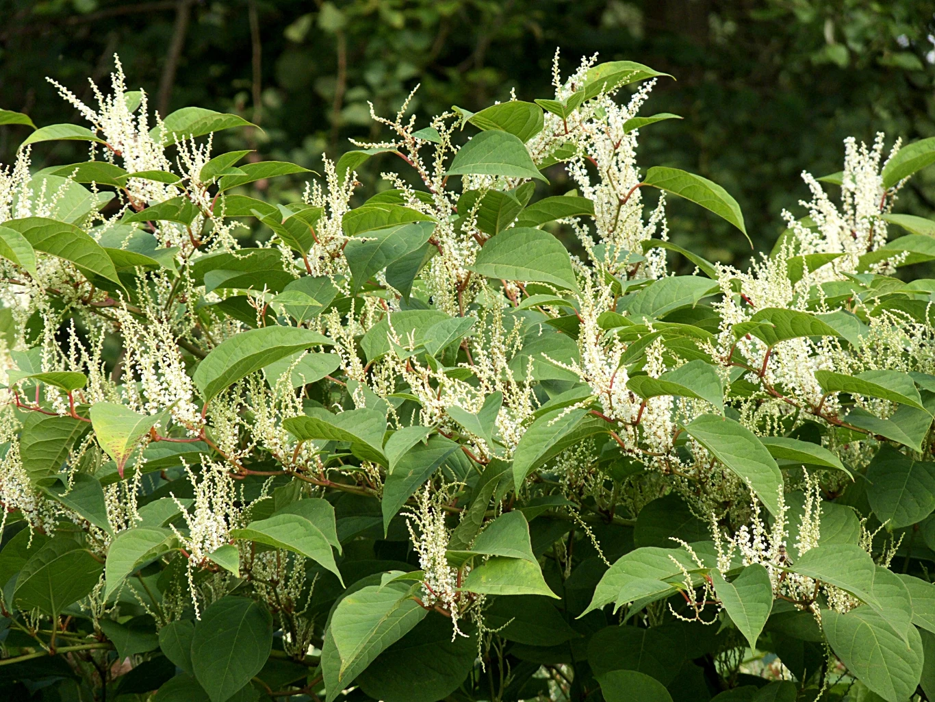 Rdestowiec może wydawać się niepozorny. Cierpi na tym tylko ogród