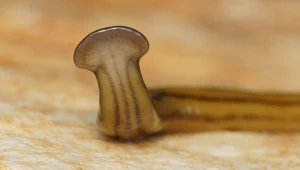 Diversibipalium multilineatum, jedyny inwazyjny młotkogłowy płaziniec z rodzimy Diversibipalium, który pojawił się dotychczas w Stanach Zjednoczonych 