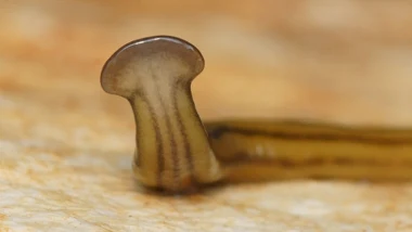Diversibipalium multilineatum, jedyny inwazyjny młotkogłowy płaziniec z rodzimy Diversibipalium, który pojawił się dotychczas w Stanach Zjednoczonych 