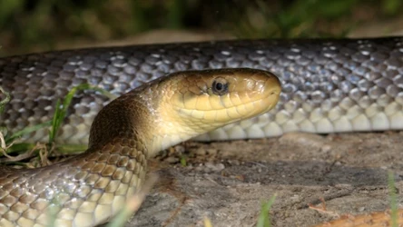 Największy polski wąż nazywa się Eskulapa. Niestety w Polsce zagrożony jest wyginięciem