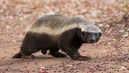 Ratel miodożerny (Mellivora capensis)