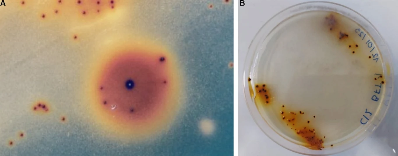 Autotroficzne kolonie utlenione żelazem rosnące na płytkach nakładkowych uzyskanych z kopalni miedzi Minera Escondida Autotroficzne kolonie utlenione żelazem rosnące na płytkach nakładkowych uzyskanych z kopalni miedzi Minera Escondida