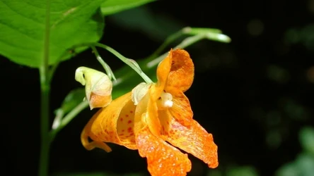 Niecierpek pomarańczowy jest kolejnym przykładem inwazyjnego gatunku, który negatywnie wpływa na ekosystemy w Polsce