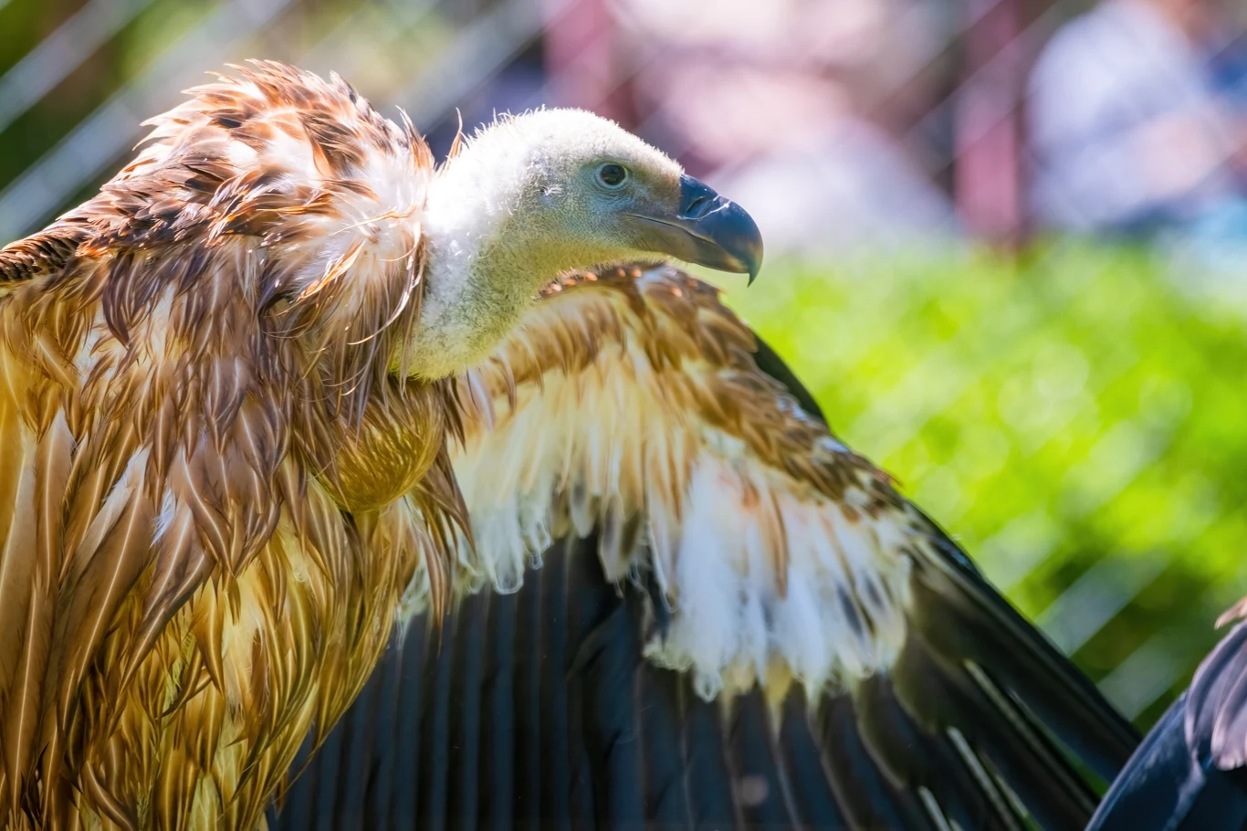 Pióra sępa to bardzo delikatna struktura. A jednak się zachowały