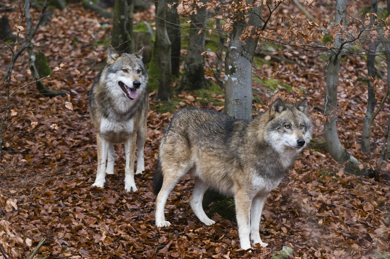 Wilcze więzi mogą być równie mocne, co ludzkie Wilcze więzi mogą być równie mocne, co ludzkie
