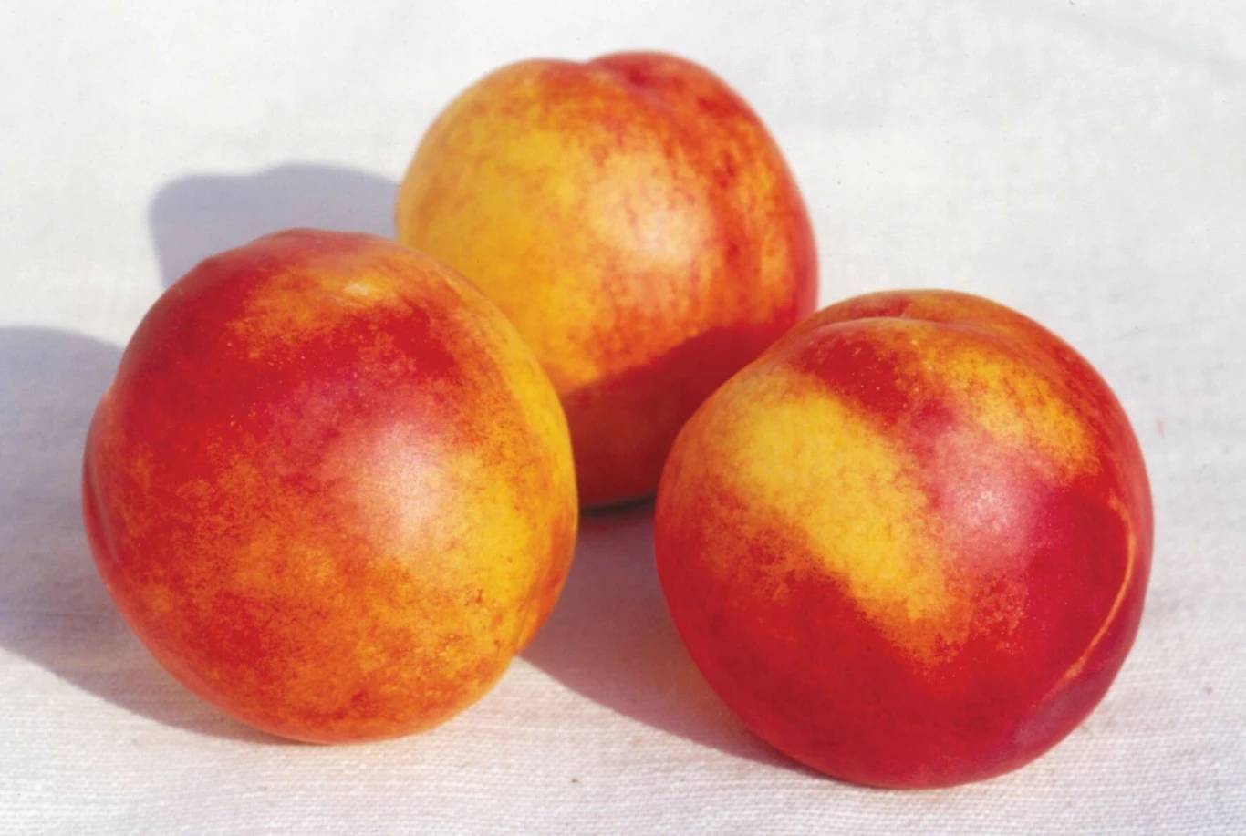 Nektarynka to owoc, po który warto sięgać w chwili zmęczenia. Jakie właściwości posiada?