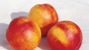 Ma mało kalorii, a dodaje energii niczym mocna kawa. Włącz ją do swojej diety 