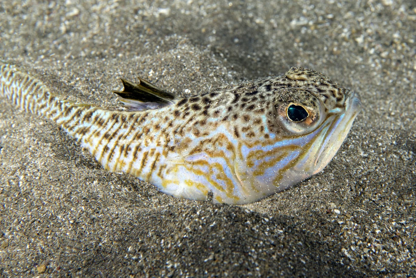 Ostrosz, łac. Trachinus draco, to najbardziej jadowita ryba w europejskich wodach Ostrosz, łac. Trachinus draco, to najbardziej jadowita ryba w europejskich wodach