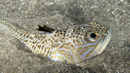 Ostrosz, łac. Trachinus draco, to najbardziej jadowita ryba w europejskich wodach