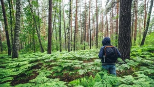 Leśnik pokazał nagranie ze spaceru. Przyprawia o dreszcze