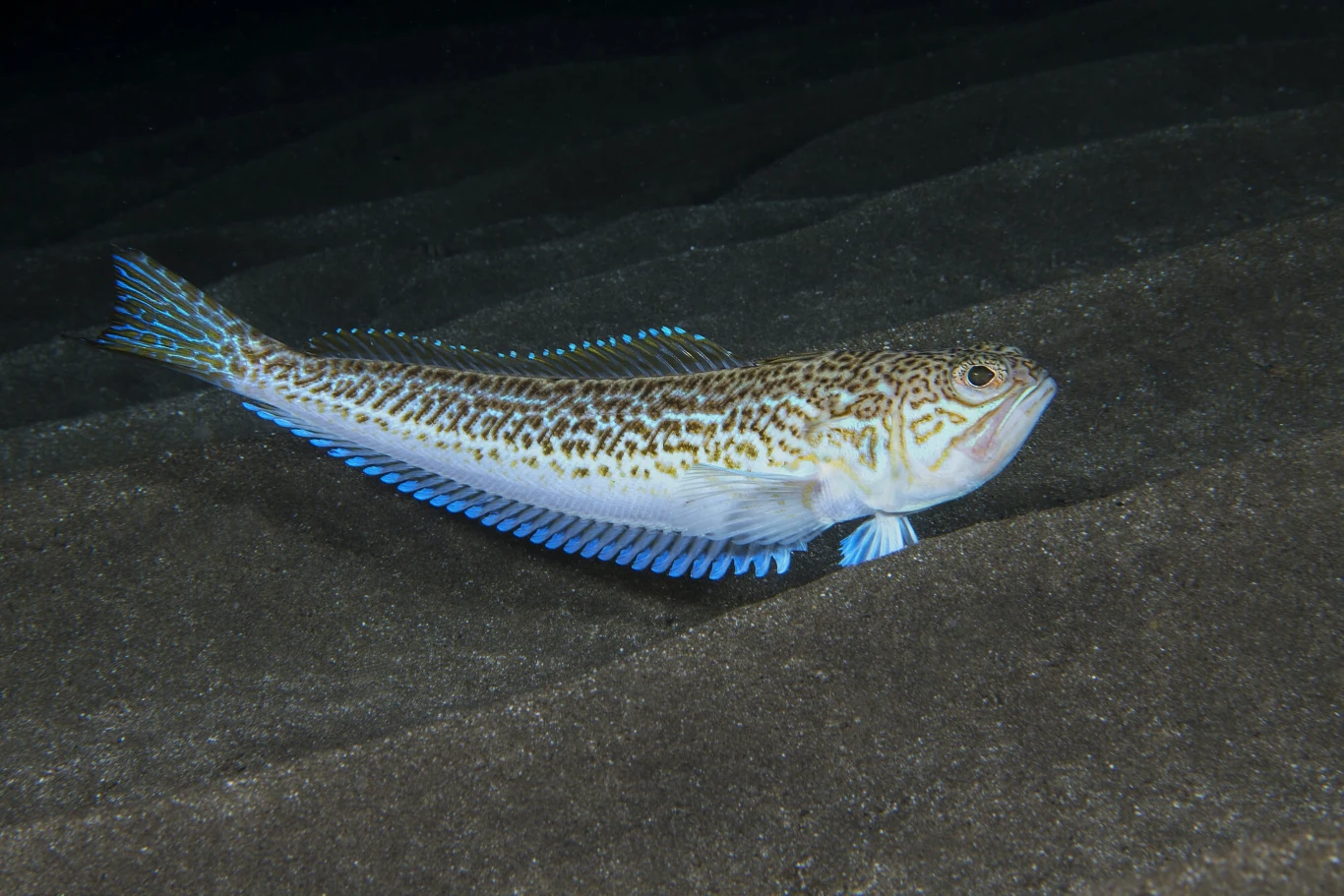 Gruczoły jadowe ostrosza znajdują się u nasady ostrych kolców pierwszej płetwy grzbietowej oraz na pokrywach skrzelowych Gruczoły jadowe ostrosza znajdują się u nasady ostrych kolców pierwszej płetwy grzbietowej oraz na pokrywach skrzelowych