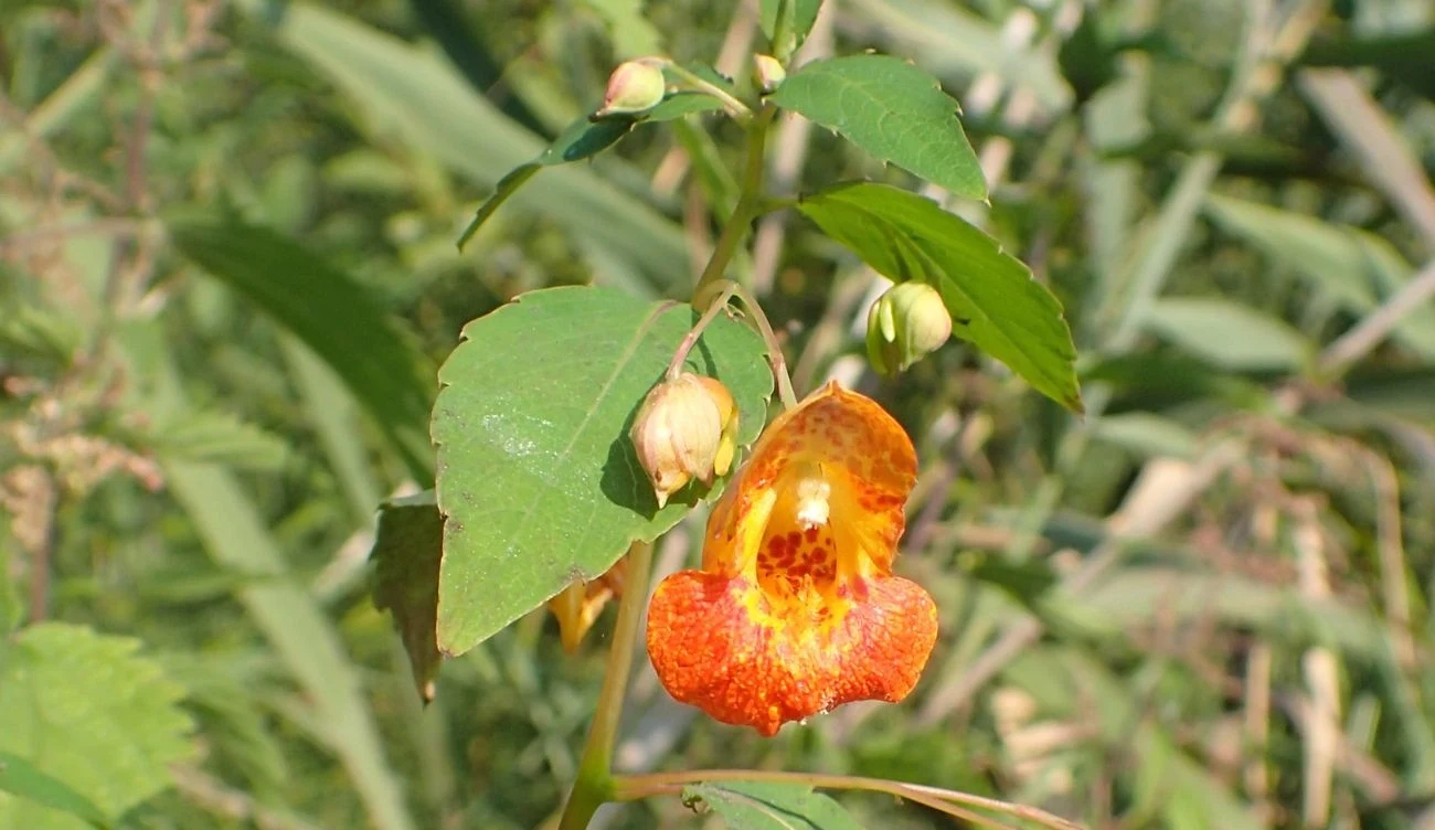 Gęste łany tej rośliny zmieniają warunki świetlne w ekosystemach