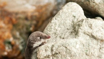 Rzęsorek łac. Neomys, określa rodzaj ssaków z podrodziny ryjówek, w obrębie rodziny ryjówkowatych. W Polsce występują dwaj przedstawiciele tego rodzaju