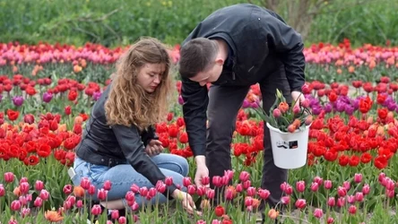 Kwiatowy festiwal „O Rany, tulipany!” 