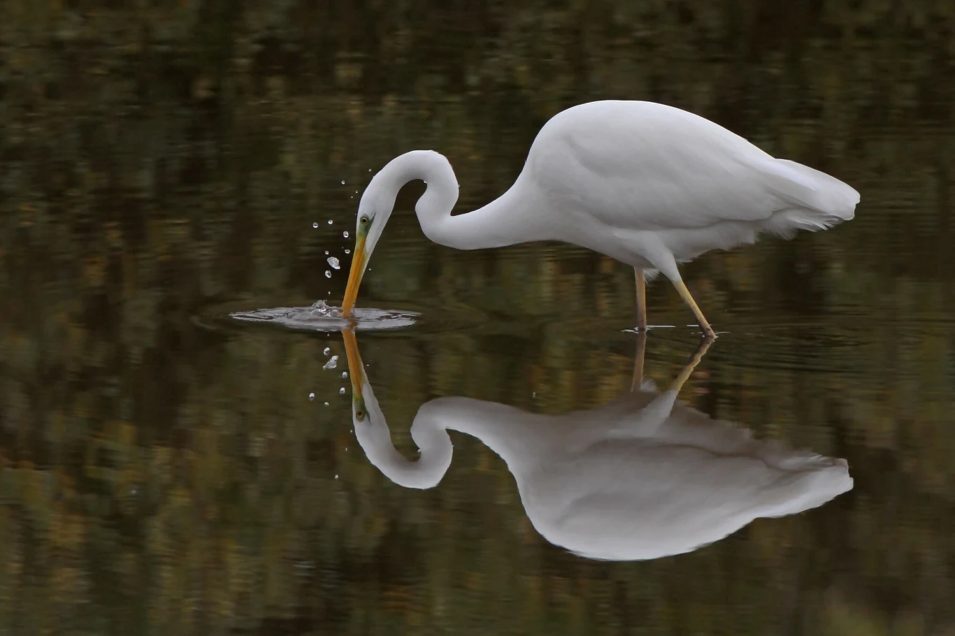 Czapla biała objęta jest ścisłą ochroną w Polsce. Dopiero od niedawna jest w naszym kraju Czapla biała objęta jest ścisłą ochroną w Polsce. Dopiero od niedawna jest w naszym kraju