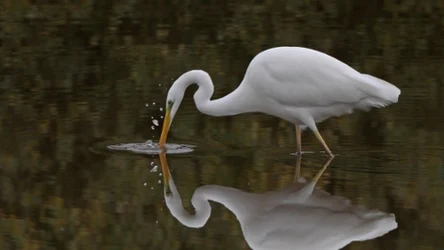 Czapla biała objęta jest ścisłą ochroną w Polsce. Dopiero od niedawna jest w naszym kraju