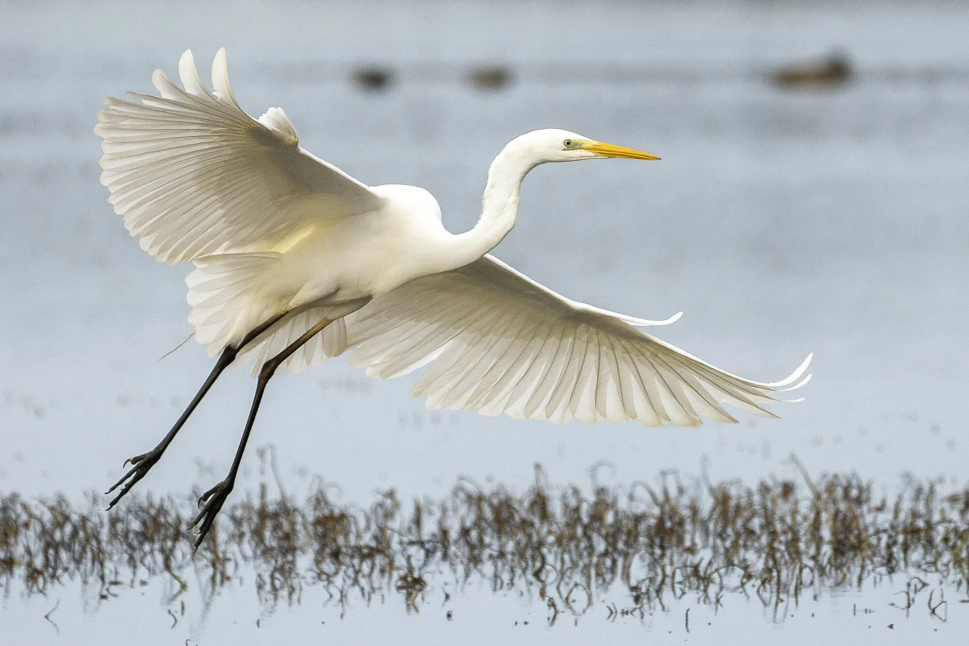 Smukłe, eleganckie ciało i majestatyczny wolny lot. Czapla biała zachwyca miłośników przyrody Smukłe, eleganckie ciało i majestatyczny wolny lot. Czapla biała zachwyca miłośników przyrody