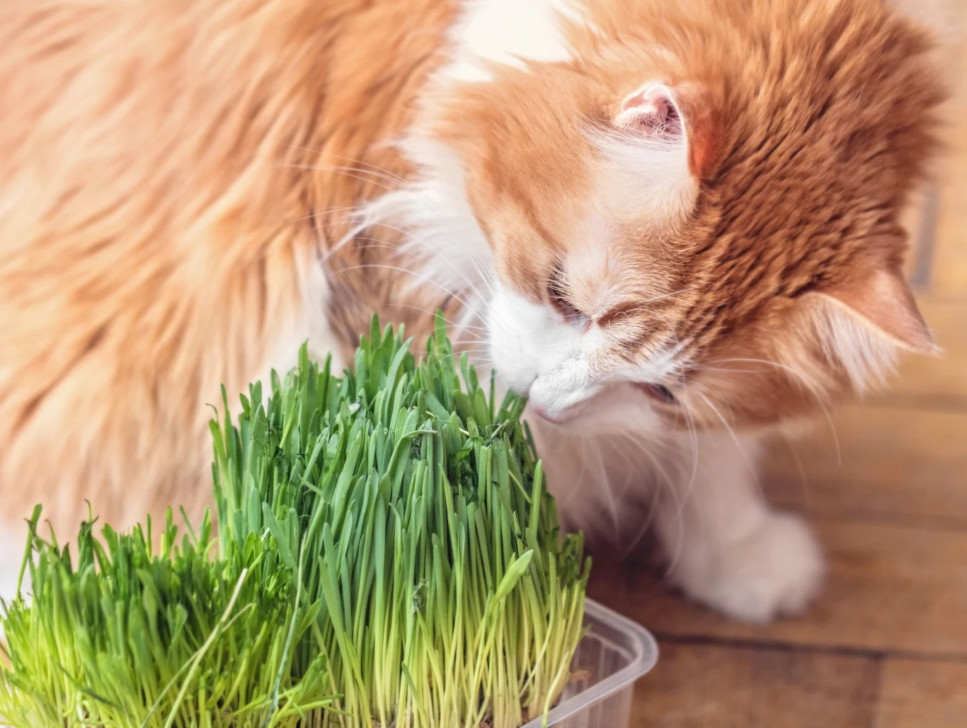 Trawka szybko uzupełni kocią dietę w witaminy i minerały Trawka szybko uzupełni kocią dietę w witaminy i minerały