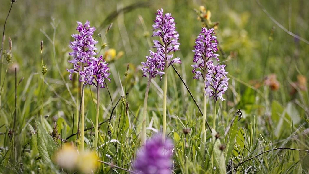 Czyste Zielone Miasta fot. UM Miechów