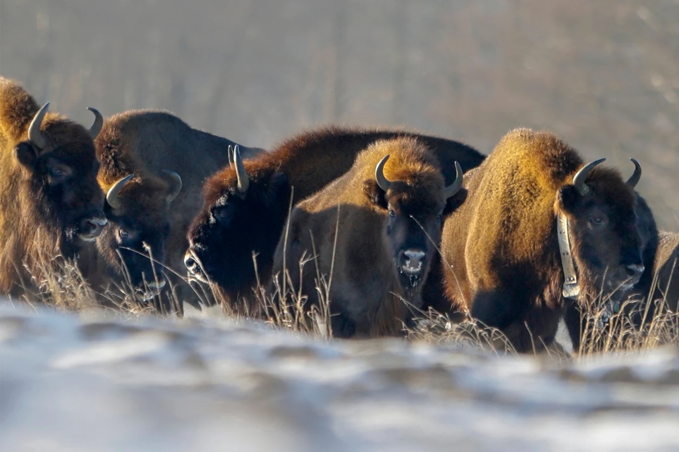 Żubry tworzą teraz spore stada Żubry tworzą teraz spore stada