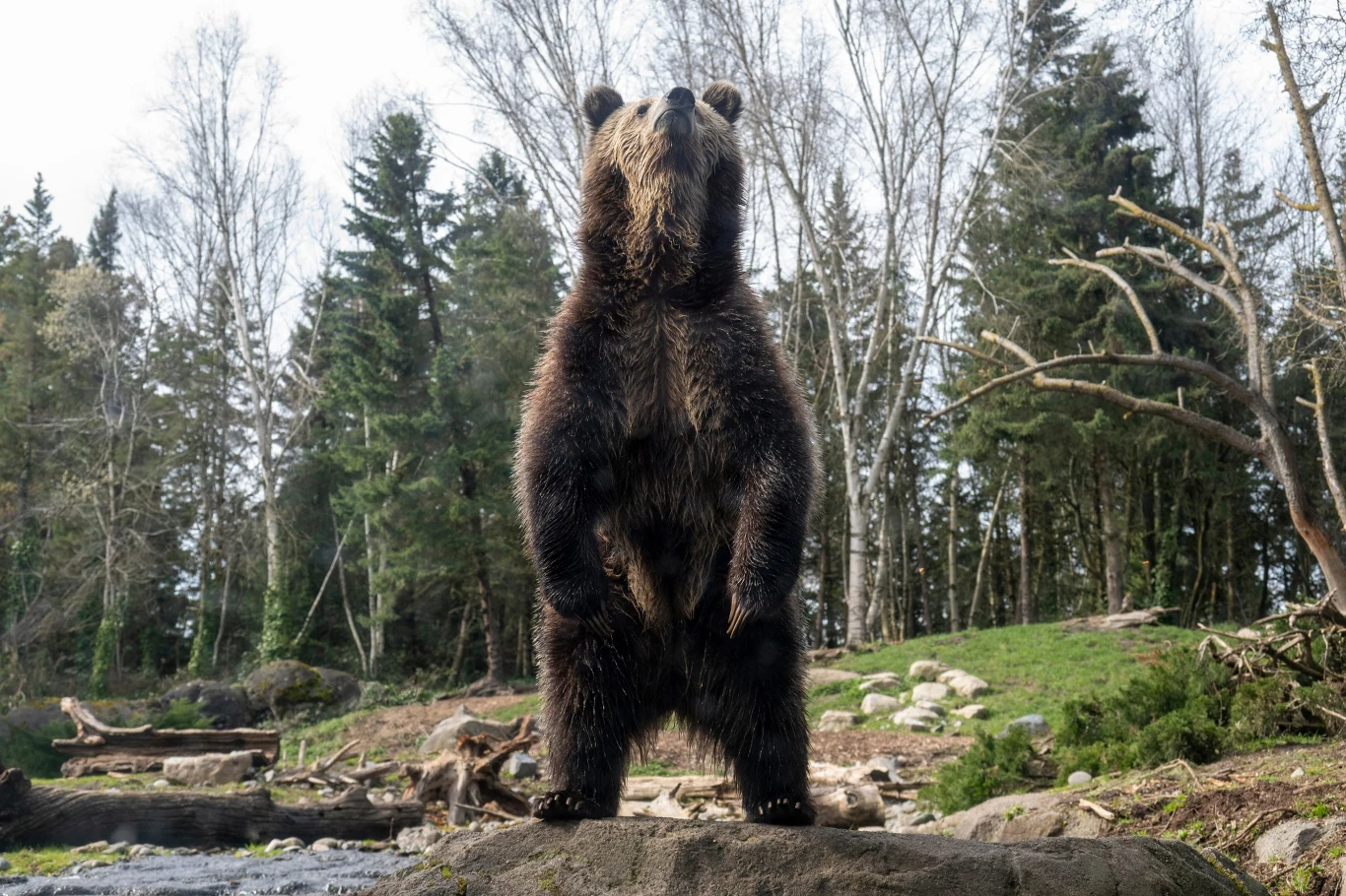 Niedźwiedź grizli w postawie stojącej